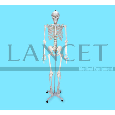 Human skeleton model 180cm Medical Equipment Medical Aids
