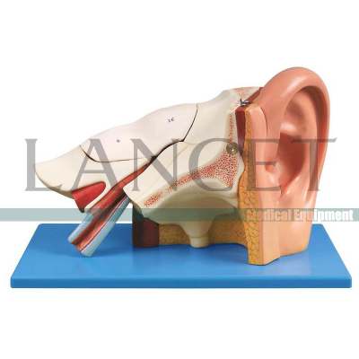 Anatomical model of human internal organs Ear Medical Equipment Medical Aids