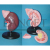 Anatomical model of human internal organs Ear Medical Equipment Medical Aids