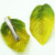 New Style Leaf Hairclip headpin for girls and kids headwear Accessory