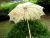 Hand-craft photography props umbrella umbrella bridal umbrellas