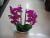 Simulation of simulation of artificial flowers potted Phalaenopsis potted artificial flowers butterflies lanlanhua