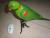 Parrot Bell wireless doorbell remote doorbell