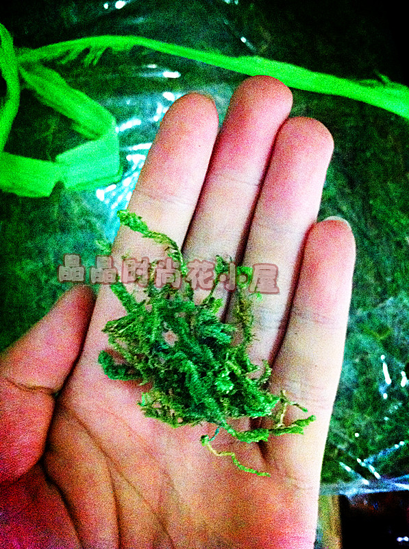 特大包装750g染色风干青苔青苔草 苔藓保湿美观假山美化