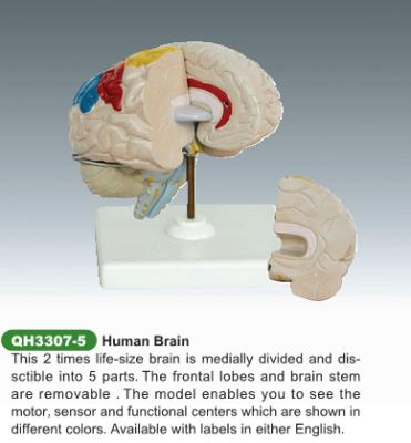Human brain anatomical model human organ brain structure model human brain 5 pieces.