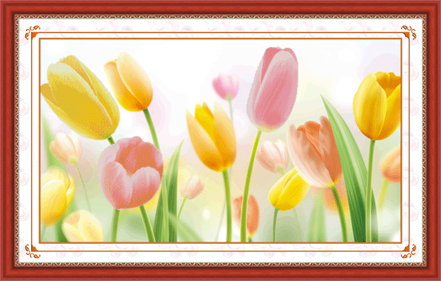 5D0107 Tulip flowers