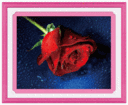 5D0175 drops of rose (5D cross stitch)