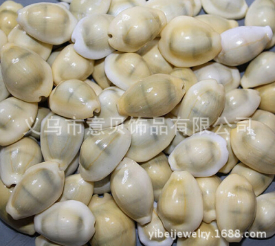 [YiBei Coral] Natural Coral Shell bulk wholesale natural wealth of foreign trade manufacturers direct sales
