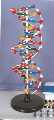 DNA structure model high school base pair genetic biology teaching.