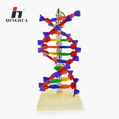 DNA Double Helix model is factory direct sales