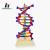 DNA Double Helix model is factory direct sales