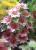 Furong Chrysanthemum household decorative items, selling upscale 36 twinkle little Fleur-ju