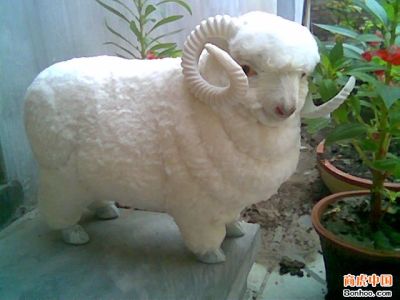 Specimen animal big sheep photography props furniture video 31 model