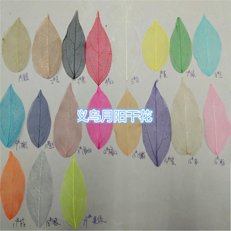 月阳干花永生花押花金刚叶脉手工diy卡片香薰蜡烛饰品相框工艺品