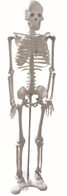 Life-Size Skeleton