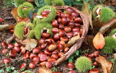 Fresh Chinese chestnut wild Chinese chestnut ecological park Chinese chestnut taohuawu Chinese chestnut 2019