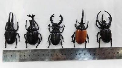 The simulation model of hot products toys beetle