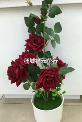 W1056 five rose small bonsai