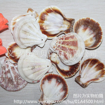 [YiBei Coral]Natural shell Bai Shanbei single hole shell wholesale