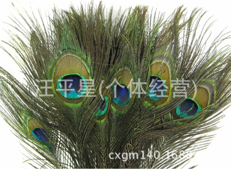 孔雀羽毛 孔雀尾 服装辅料 进口羽毛 胸花配饰80-90厘米