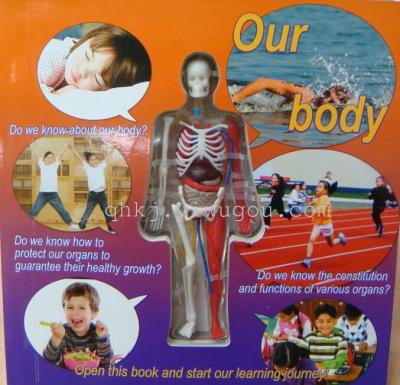 Human body model. Human body book. Preschool teaching supplies.