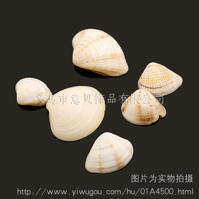 [Yibei jewelry] no rabbit hole rhubarb marine natural conch natural shell jewelry accessories wholesale