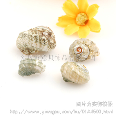 [Yibei jewelry] Marine luminous snail natural natural conch shell jewelry accessories wholesale
