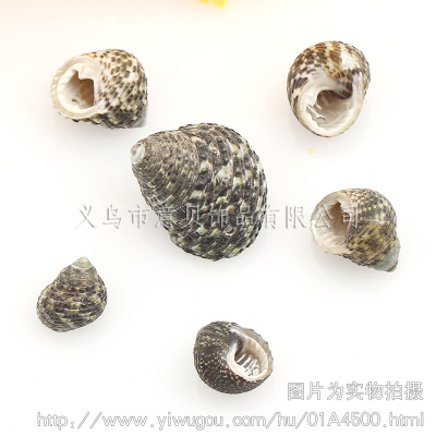 [Yibei jewelry] ocean drilling thrust screw natural natural conch shell jewelry accessories wholesale