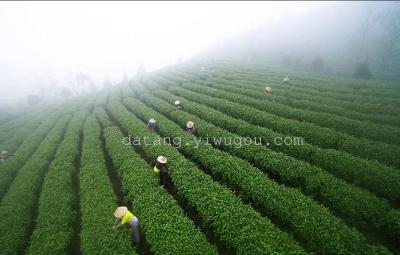 Organic tea tea Green Tea Kaihua Green Tea home
