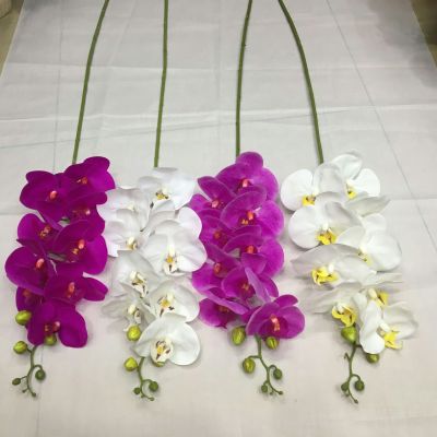 Rubber 9 hair butterfly orchid.
