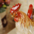 Firing crafts set up a handsome male hen as an zodiac gift