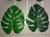Big and small series of turtle back leaf