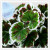 Simulation of plant feel 11 fork white edge red Begonia leaves