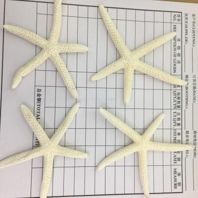 Natural conch shell starfish 10CM about five white starfish wholesale