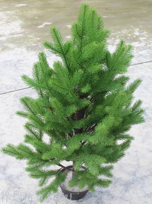 The simulation of Asian plants in Qinling Mountains spruce fir fir fir pyramid 0.95 meters of Larch in Xingan Minjiang
