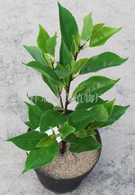 Simulation camellia leaves four branches of the ancient tea leaves, tea and tea leaves Yun Yun tea decoration wholesale