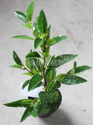 The false branch leaves four Camellia plants of Anji white tea Green Tea wholesale Decoration Engineering