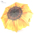 Clear umbrella sunflower folding umbrella fashion boutique parasol