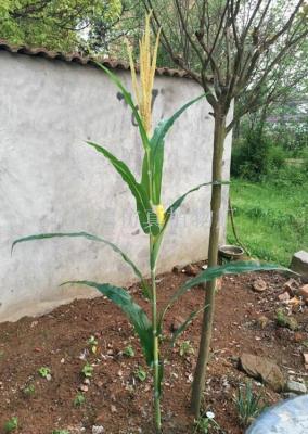 Simulation of spring-corn leaf corn cobs single crop plant leaves engineering sets taken wholesale