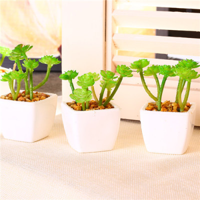 Fleshy plant simulation simulation flower flower bonsai pots
