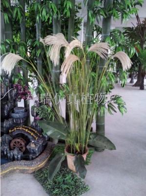 Simulation plant miscanthus reed flower single palm leaf stage background shooting museum fake landscape