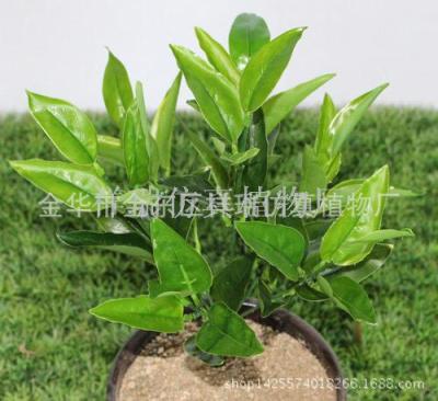 Simulation plant lily leaves olive leaves green planted trees small potted plants bonsai decoration