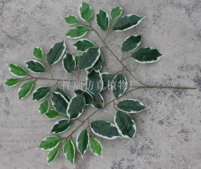 Simulation of plant fake leaves over fat banyan leaves 3 forked white edge of the banyan tree green ficus leaves garden 