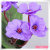 Simulation of miniature flowers Simulation plant bonsai manufacturers direct Simulation of flower pot