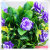 Simulation flower bonsai mini Simulation flower pot manufacturers direct Simulation flower