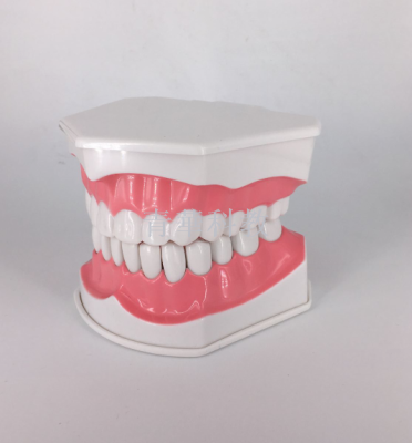 Dental model dental model toothbrush model teaching model early education dental model detachable model