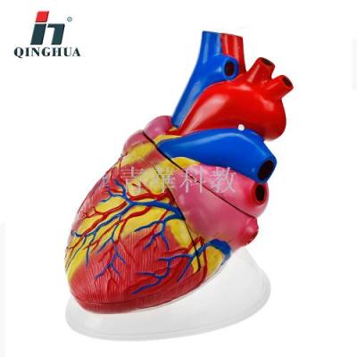 Human organs heart Anatomy model of teaching aids