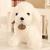 Simulation Dog Doll Poodle Plush Toy Doll Dog Tag Puppy Ragdoll Chihuahua Children