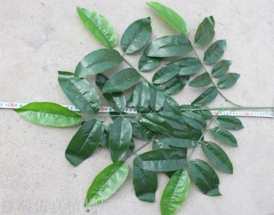 Simulation of plant leaf Walnut leaf lucky leaf green Ye Danzhi background decoration wholesale