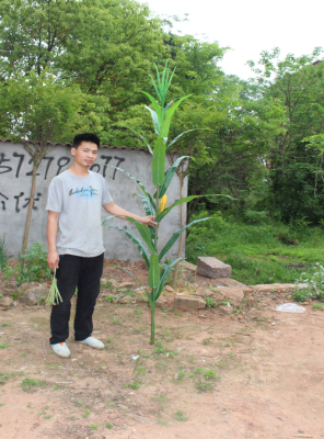 Simulation farming plant in spring and autumn-colored corn leaf corn on the cob corn engineered rice wholesale